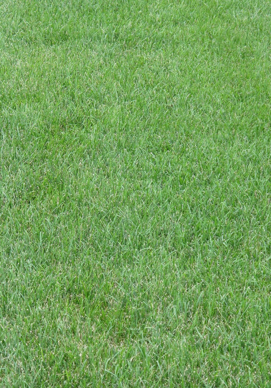 grass, lawn, nature, yard, green, turf