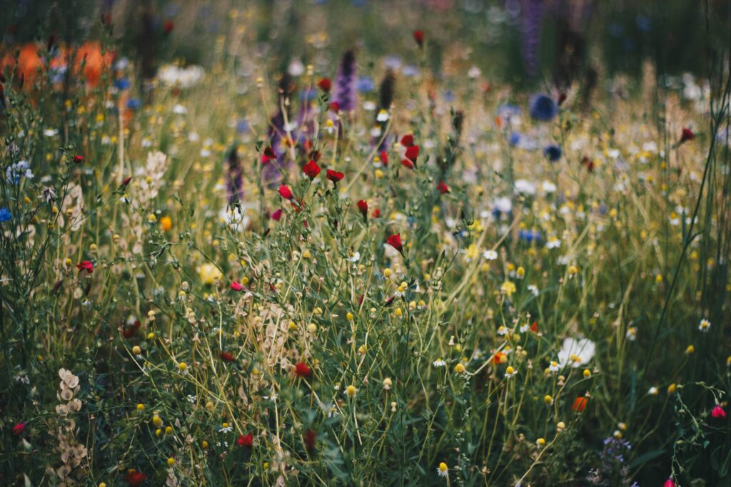 A colorful array of blooming wildflowers in a natural meadow, capturing summer's essence.