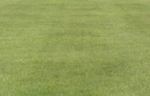 Proterra Seeds Turf Mix