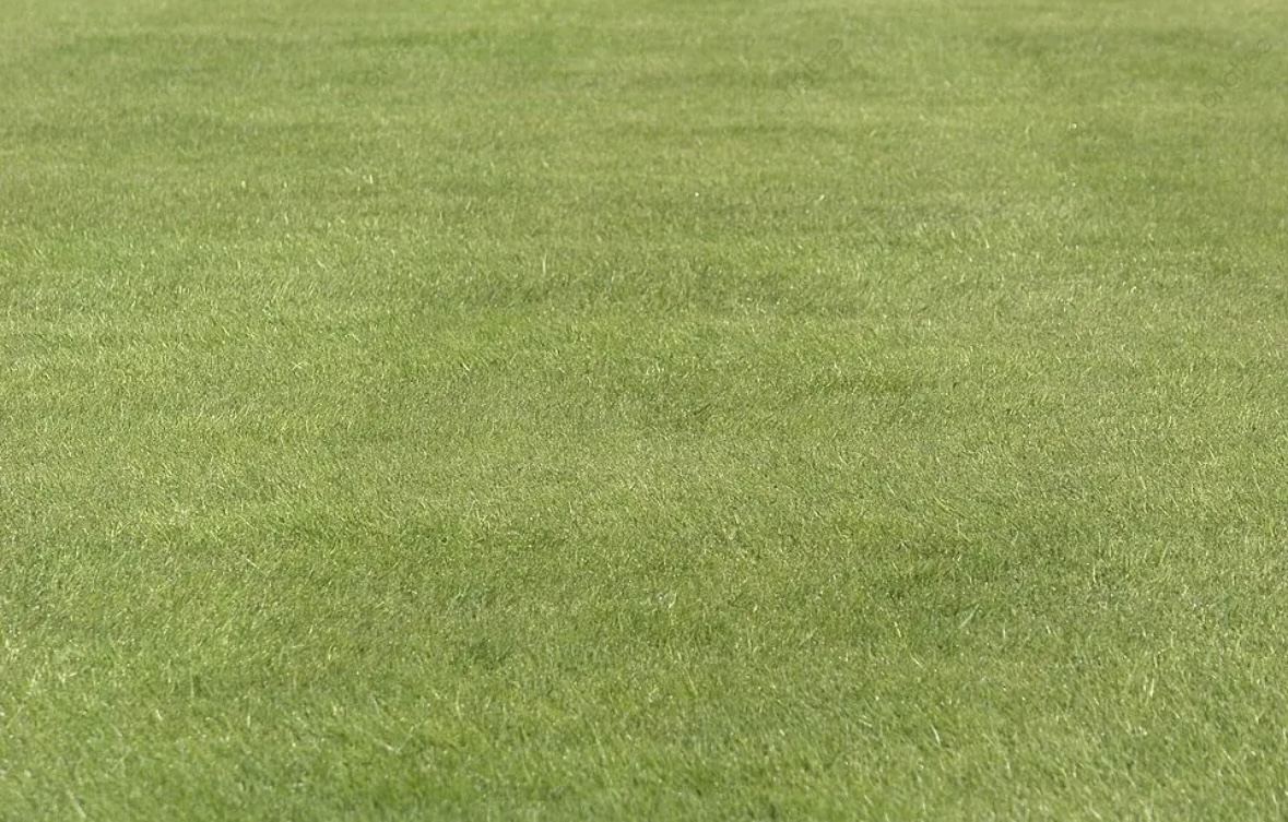 Turf Grass