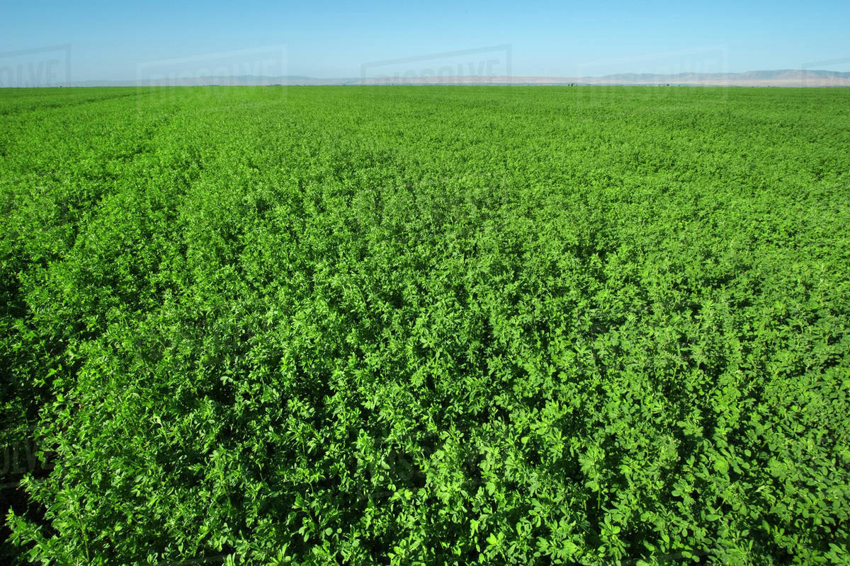 alfalfa seed