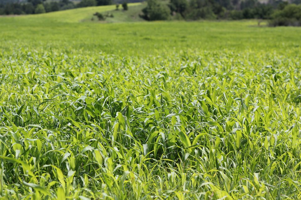 annual forages 1